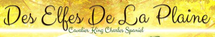 cavalier king charles