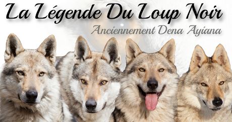 chien loup tchecoslovaque