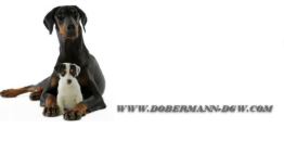 dobermann