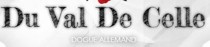 dogue allemand