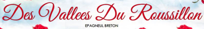 épagneul breton