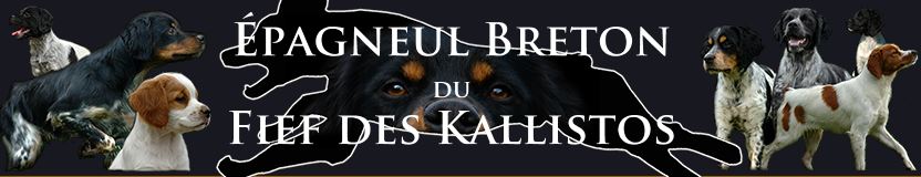 épagneul breton