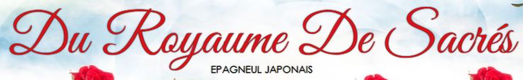 epagneul japonais