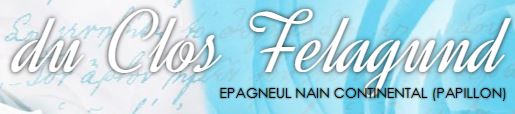 epagneul nain papillon