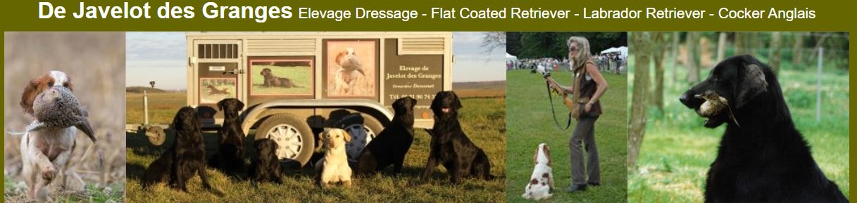 flat coated retriever