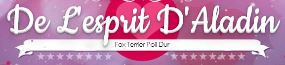 fox terrier poil dur