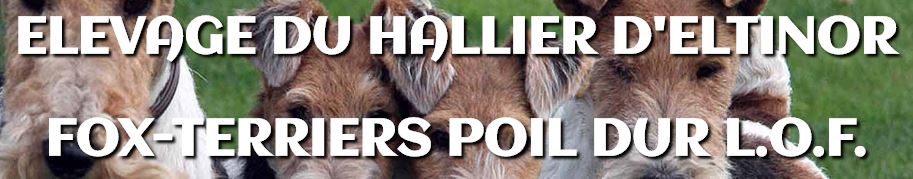 fox terrier poil dur