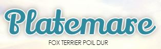 fox terrier poil dur