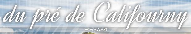 hovawart