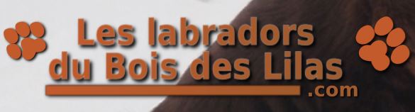 labrador