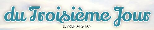 lévrier afghan