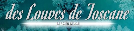 berger belge malinois