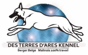 berger belge malinois