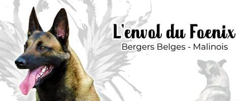 berger belge malinois