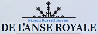 parson russel terrier