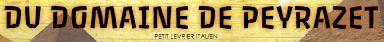 levrier italien