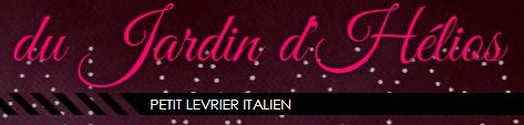 levrier italien