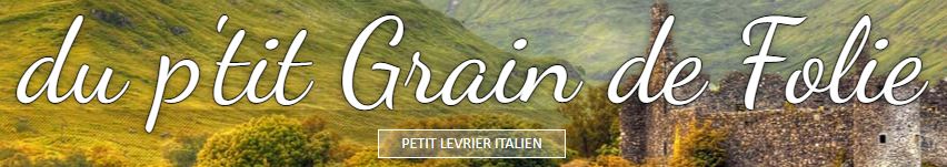 levrier italien