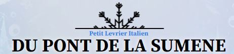 petit levrier italien