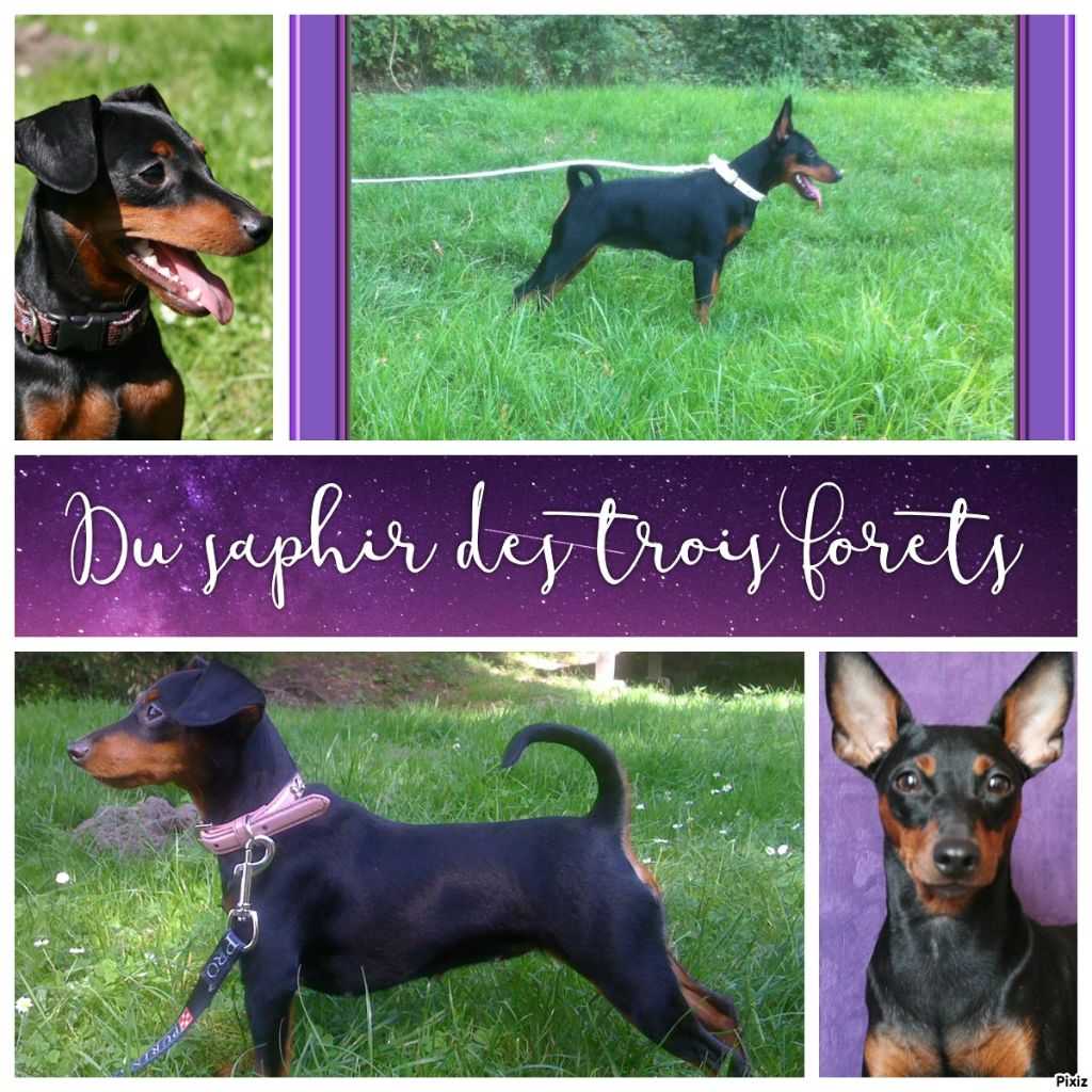 pinscher nain