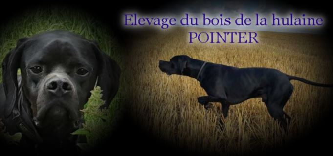 pointer