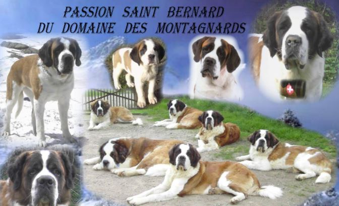 saint-bernard