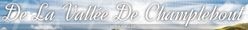 setter anglais