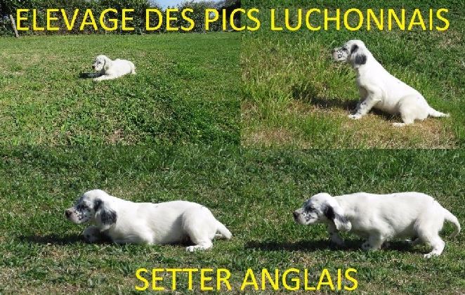 setter anglais