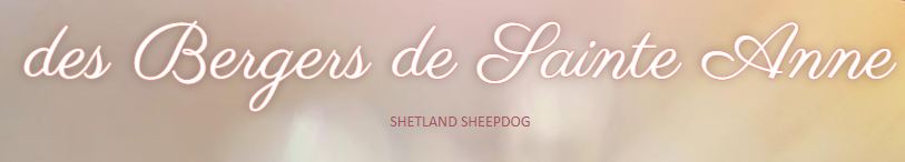 berger des shetland