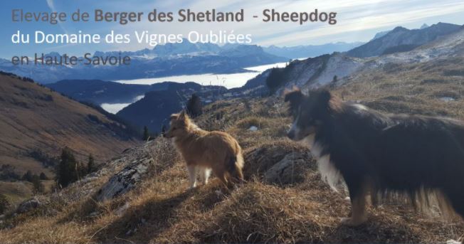 Chiot - Elevage de l'Angelarde - eleveur de chiens Shetland Sheepdog