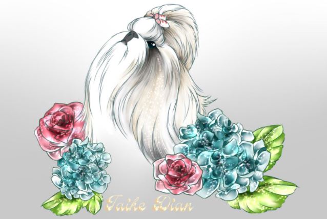 shih tzu