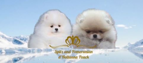 spitz nain allemand