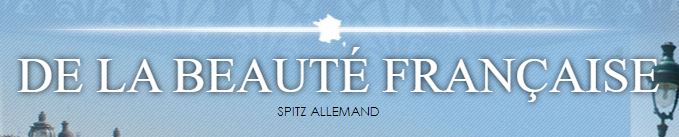 spitz nain allemand