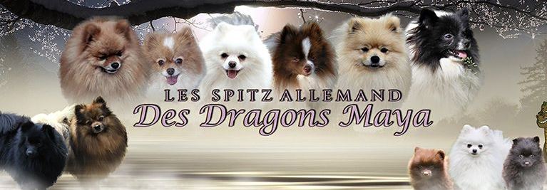 spitz nain allemand