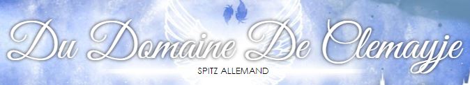 spitz nain allemand