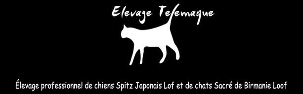 spitz japonais