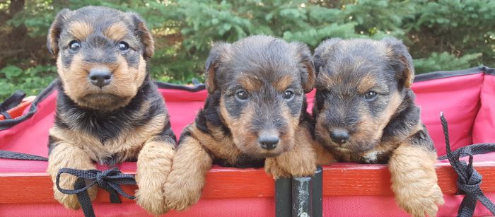 welsh terrier