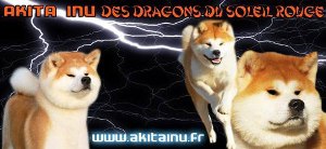 akita inu