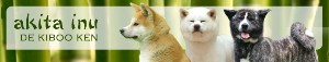 akita inu