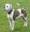 american bulldog