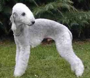 bedlington terrier