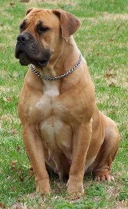 boerboel