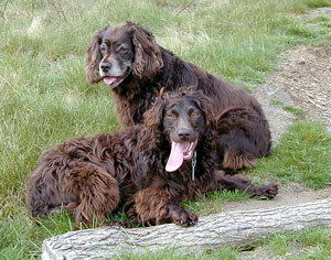 boykin spaniel