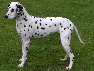 dalmatien