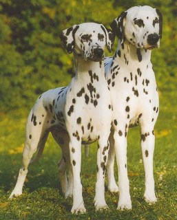 dalmatien