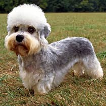 dandie dinmont