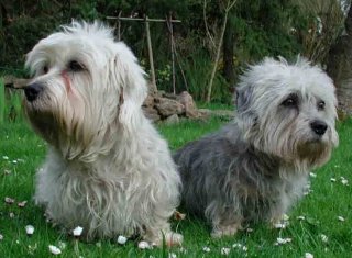 dandie dinmont terrier