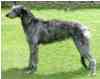 deerhound