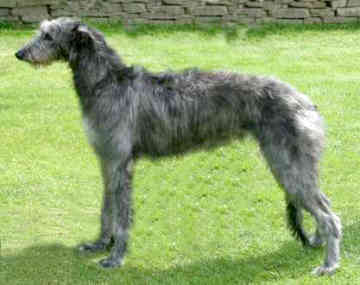 deerhound