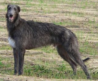 deerhound